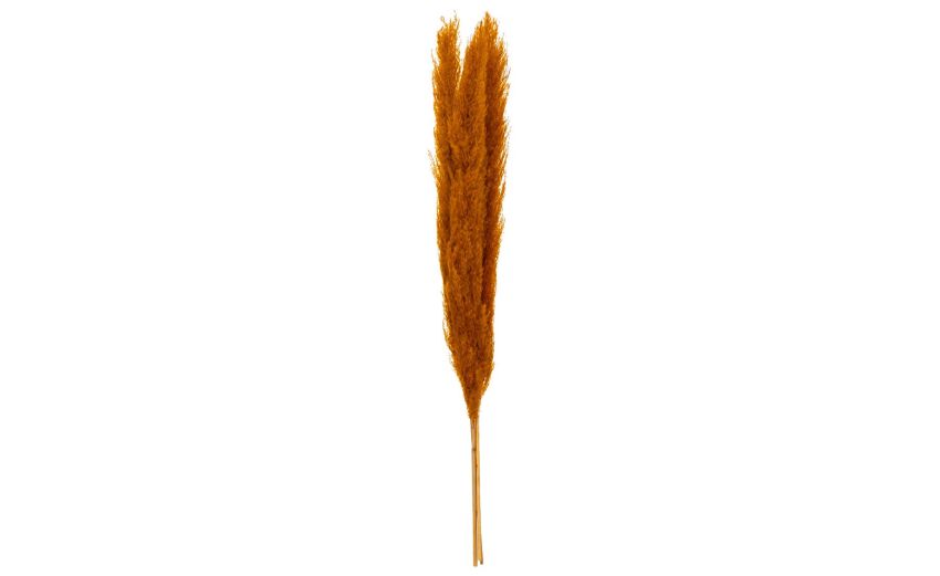 Pampas 3 fiori secchi marroni h110 cm- -Marrone-Piante secche Pampas 3 fiori secchi marroni h110 cm- -Marrone-Piante secche