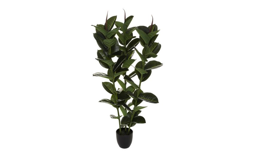 Pianta ficus robusta h120 cm --Verde-Polietilene Pianta ficus robusta h120 cm --Verde-Polietilene
