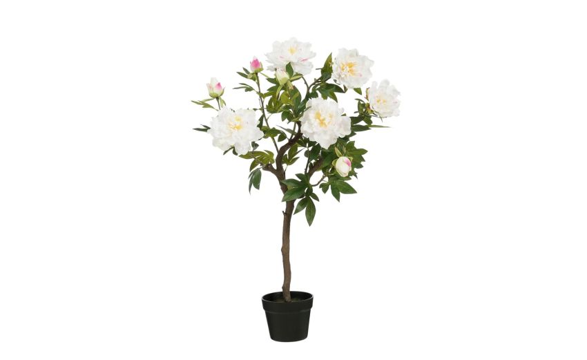 Penoy bianca con vaso h96 cm --Bianca--96 cmx40 cm Penoy bianca con vaso h96 cm --Bianca--96 cmx40 cm