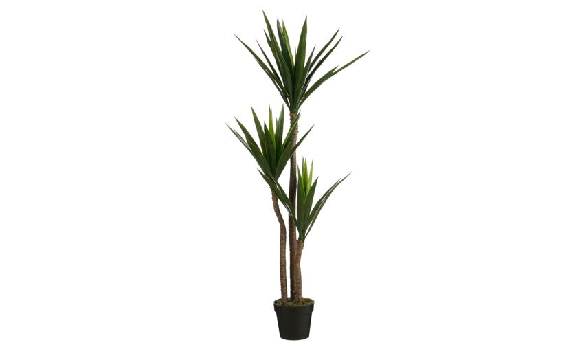 Yucca con vaso h150 cm Yucca con vaso h150 cm