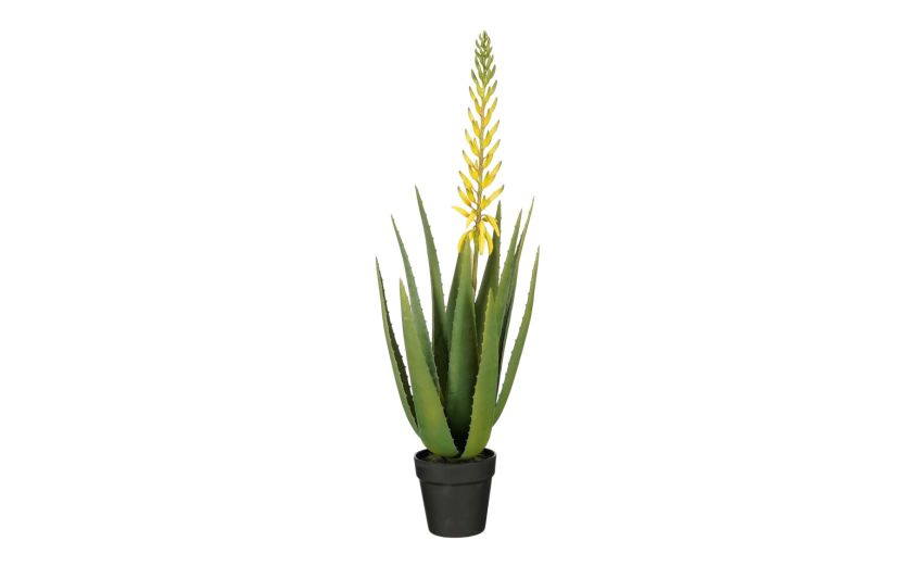 Aloe vera gialla con vaso--Giallo Aloe vera gialla con vaso--Giallo