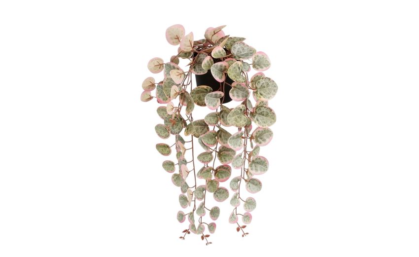 Ceropegia rosa con vaso--Rosa--10 cmx46 cm Ceropegia rosa con vaso--Rosa--10 cmx46 cm