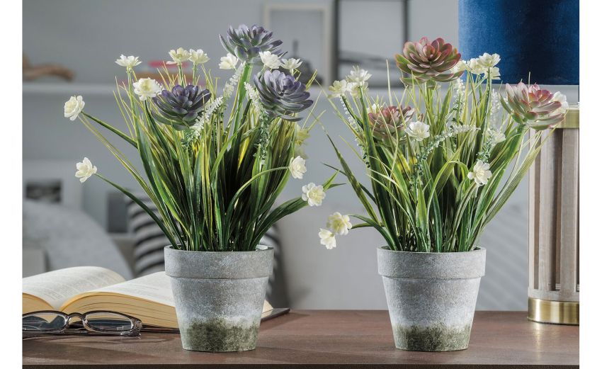 Aeonium piantina con vaso h30 cm--Verde-Plastica Aeonium piantina con vaso h30 cm--Verde-Plastica