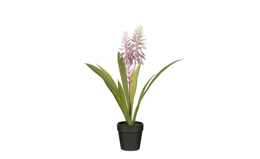 Aloe vera viola con vaso--Viola Aloe vera viola con vaso--Viola