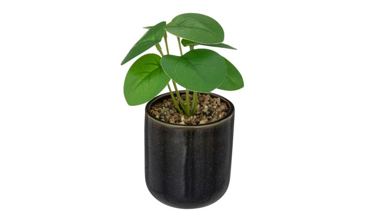 Pianta verde in vaso gres nero Ø9 cm--Antracite-Polietilene