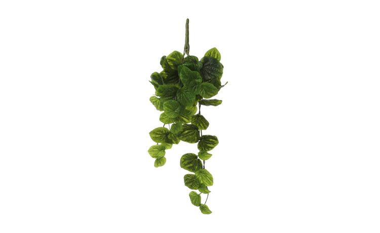 Peperomia verde sospesa--Verde-Polipropilene-54 cmx14 cm
