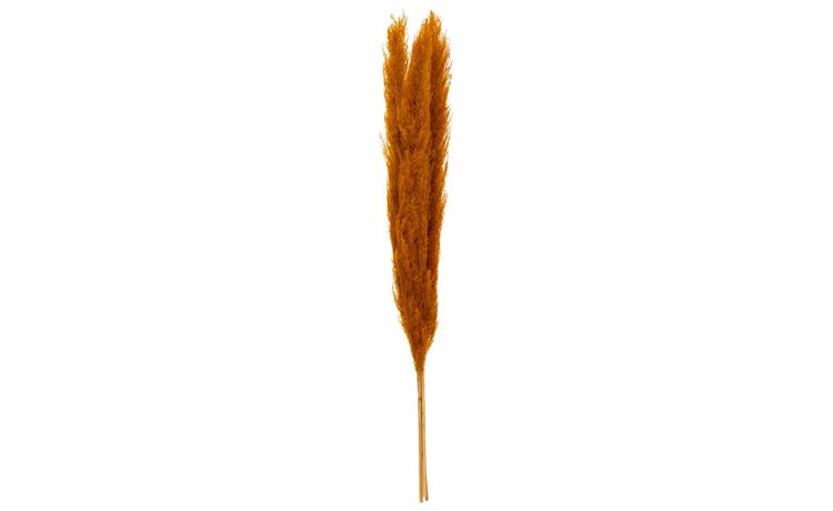 Pampas 3 fiori secchi marroni H110 cm- -Marrone-Piante secche