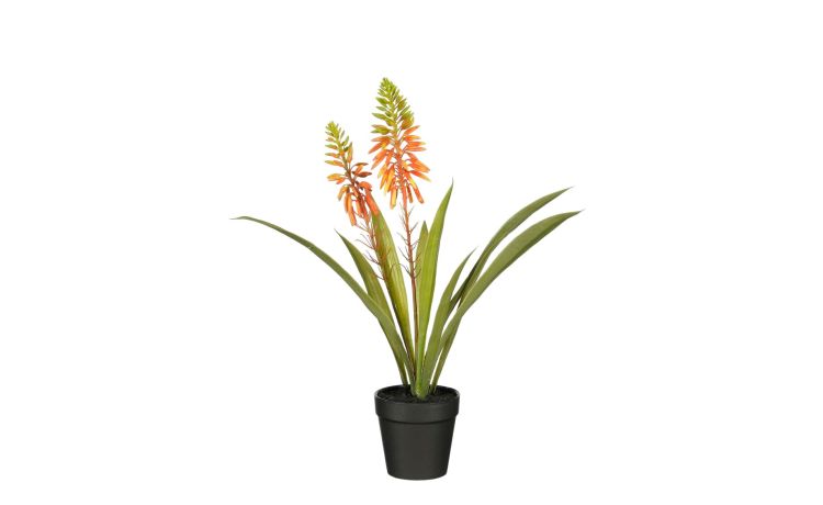 Aloe vera arancione con vaso--Arancione