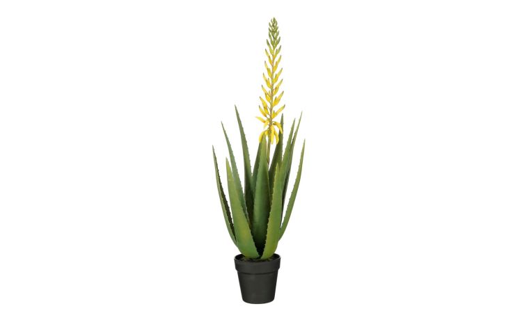 Aloe vera gialla con vaso--Giallo