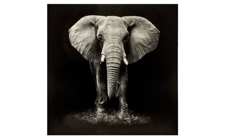 Elephant canvas 100x100 cm--Nero-Mdf-100 cmx100 cm