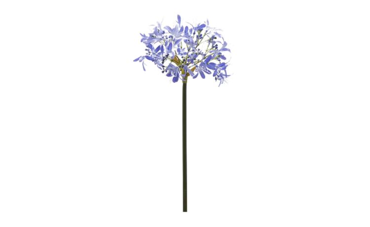 Agapanthus ramo bianco h60--Blu-Plastica