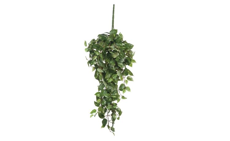 Scindapsus verde sospesa--Verde--80 cmx15 cm