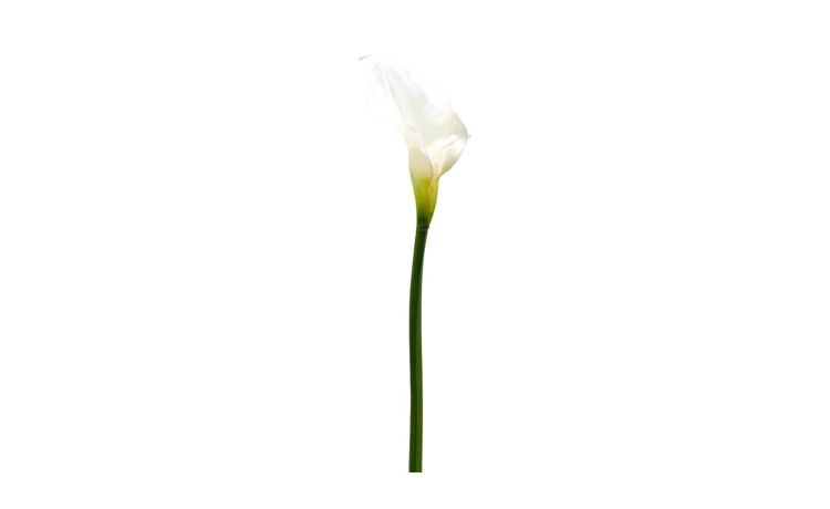 Calla royal h76--Bianco-Plastica