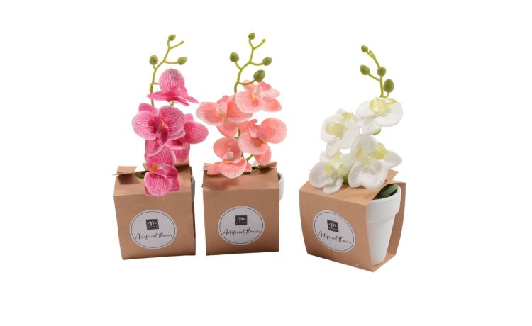 Orchidea in vaso di terracotta h24 cm