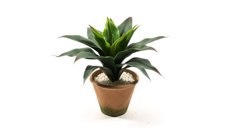 Dracena pianta artificiale con vaso H25 cm- -Verde