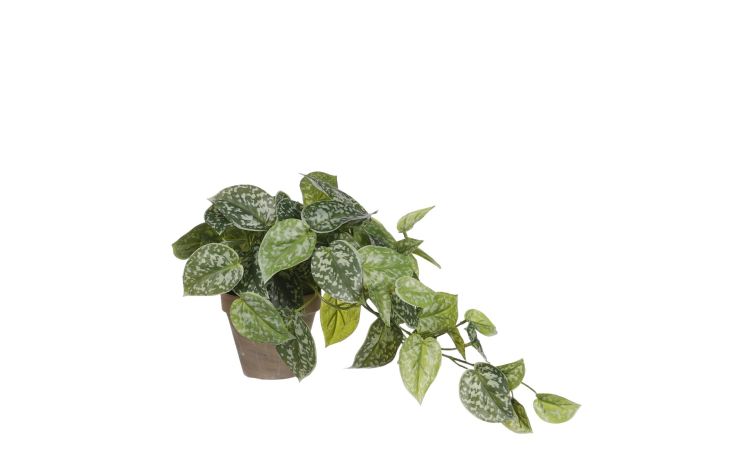 Scindapsus verde con vaso--Verde